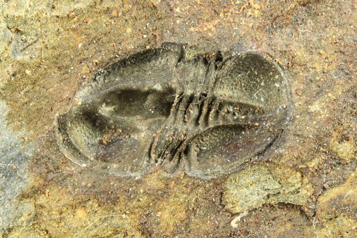 Rare, Agnostid Trilobite (Eodiscus) - St Davids, England #196677